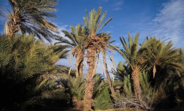5 days tour from Fes to Marrakech via Zagora