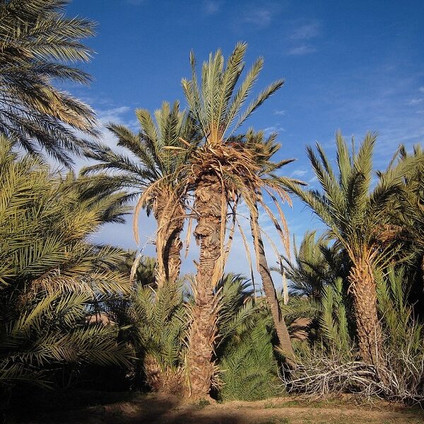 5 days tour from Fes to Marrakech via Zagora