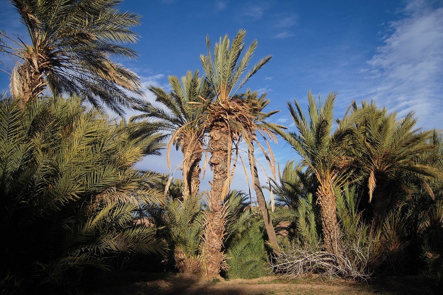 5 days tour from Fes to Marrakech via Zagora