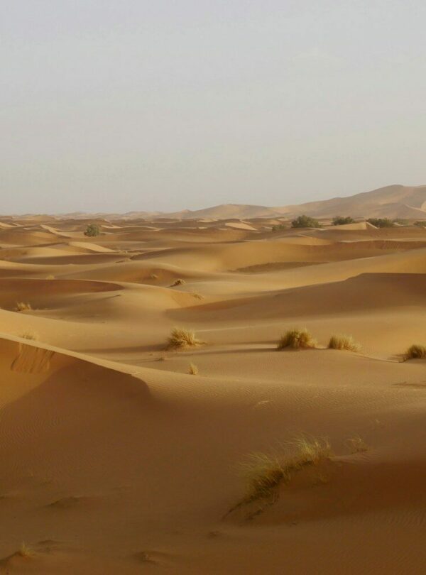 desert field