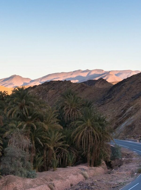 a winding road surrounded by palm trees and mountains