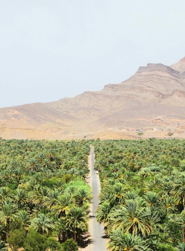 road between green coconut trees at daytime